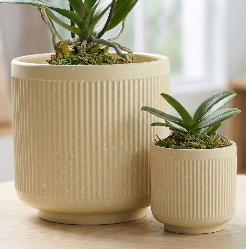 SAKSI PUANTİYELİ BENEKLİ  BÜYÜK BOY