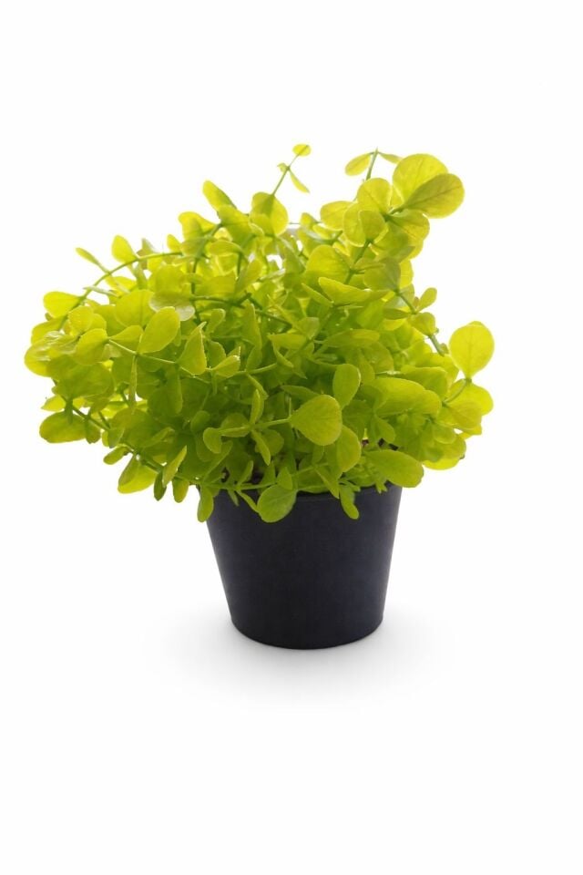 YAPAY ÇİÇEK ŞANS BİTKİSİ SAKSILI 20CM TP