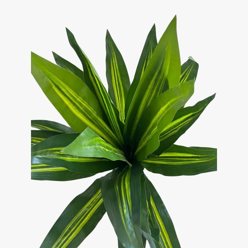 YAPAY BİTKİ MASSENGENA KILIÇ TP