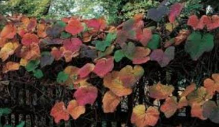 BİTKİ YAPAY SARMAŞIK RENKLİ TP