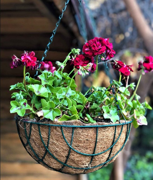 SAKSI SEPET KOKO ZİNCİR ASKILI 30CM GARDENER